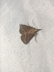 Phyprosopus callitrichoides