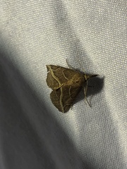 Phyprosopus callitrichoides