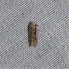 Monochroa quinquepunctella