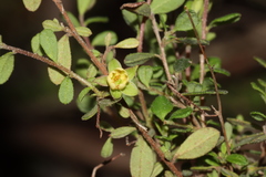 Hibbertia pallidiflora