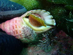 Rhyssoplax polita
