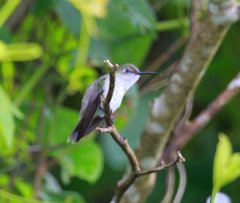 Campylopterus largipennis