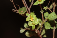 Hibbertia pallidiflora