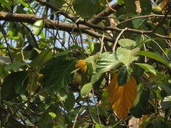 Artocarpus hirsutus