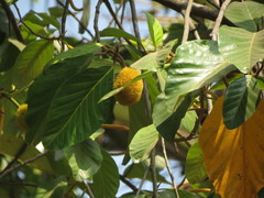 Artocarpus hirsutus
