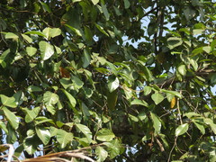 Artocarpus hirsutus
