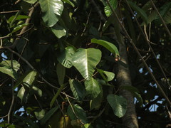Artocarpus hirsutus
