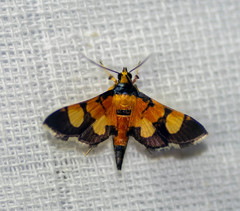 Aethaloessa