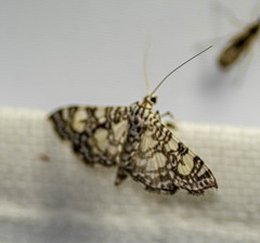 Glyphodes onychinalis