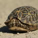 Southern Tent Tortoise - Photo (c) lynetterudman, some rights reserved (CC BY-NC)