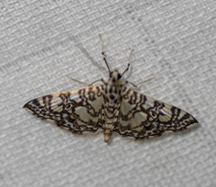 Glyphodes onychinalis