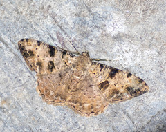 Psilalcis conspicuata