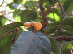 Artocarpus lacucha