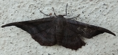 Lepidoptera