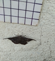 Lepidoptera