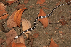 Lycodon futsingensis