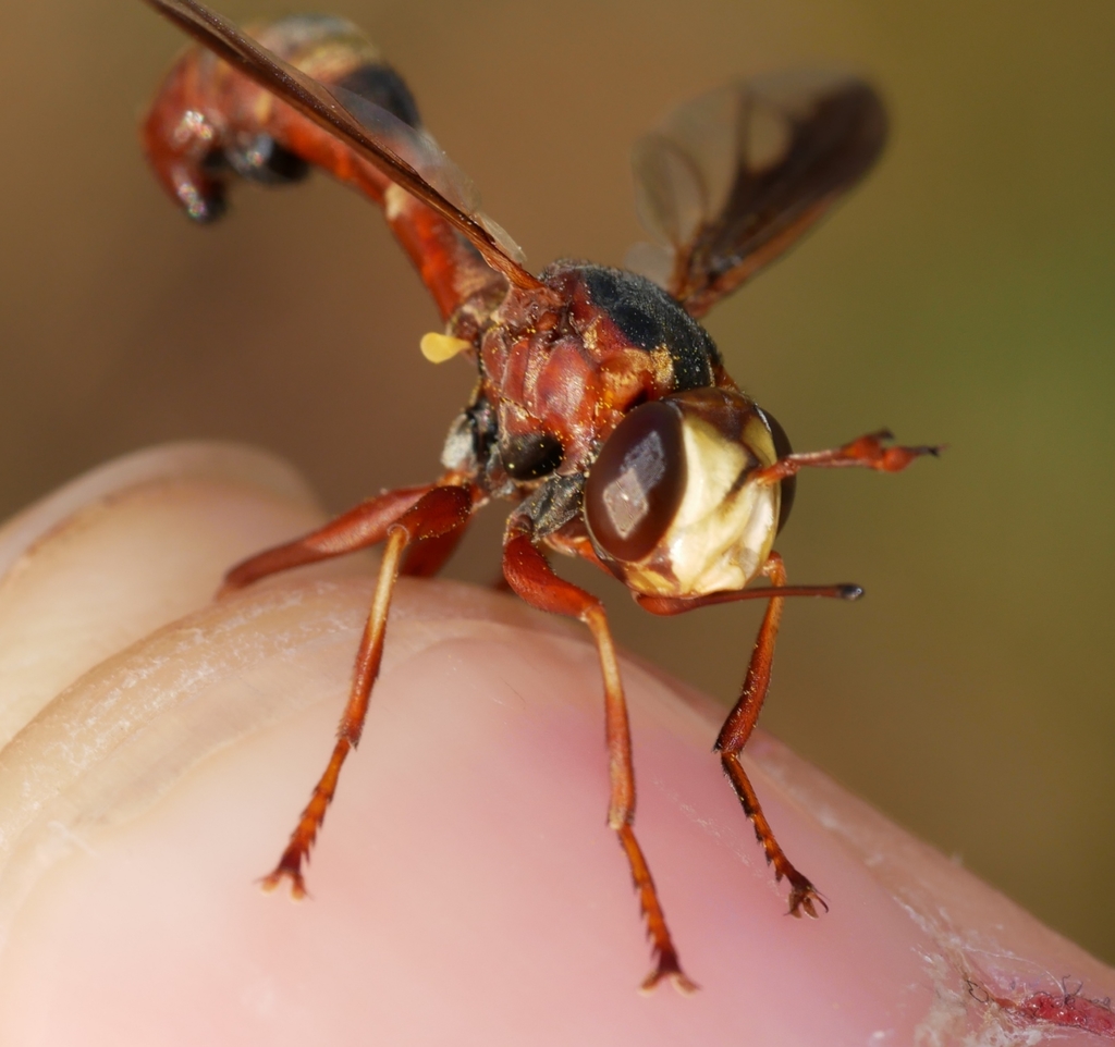 Physocephala texana