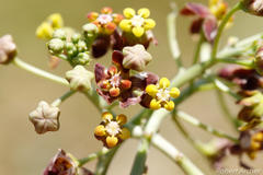 Pentarrhinum insipidum