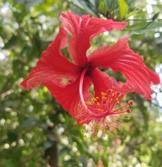 Hibiscus × archeri
