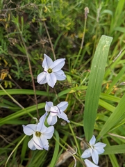 Ipheion