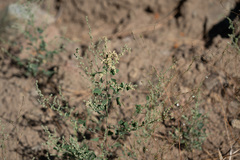 Chenopodium fremontii