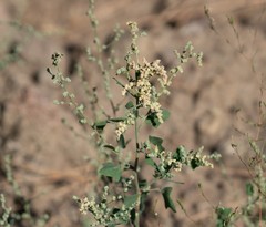 Chenopodium fremontii