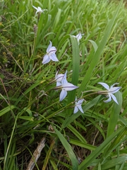 Ipheion
