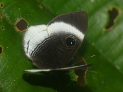 Mesosemia machaera