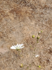 Hemizonia congesta luzulifolia
