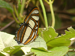 Metamorpha elissa