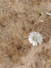 Hemizonia congesta luzulifolia