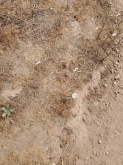 Hemizonia congesta luzulifolia