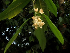 Atalantia monophylla