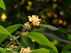 Atalantia monophylla