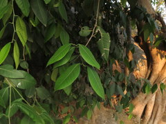 Atalantia monophylla