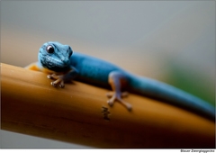 Turquoise Dwarf Gecko photo 1