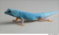 Turquoise Dwarf Gecko photo 2