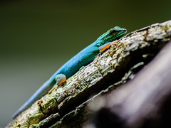 Turquoise Dwarf Gecko photo 5