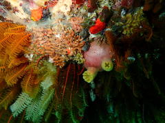 Ascidia incrassata