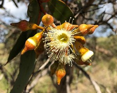 Eucalyptus incrassata