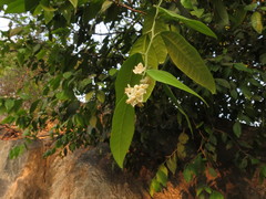 Atalantia monophylla