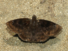 Nisoniades