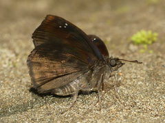 Nisoniades