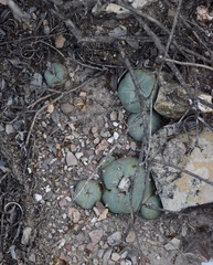 Lophophora diffusa