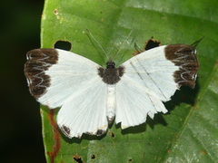 Nymphidium leucosia