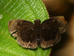 Ouleus accedens