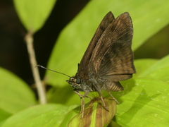 Pachyneuria duidae pozuza