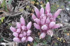 Hyobanche thinophila