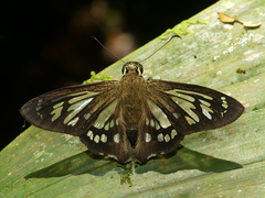 Phanus ecitonorum