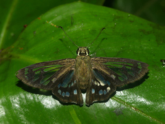 Phanus ecitonorum